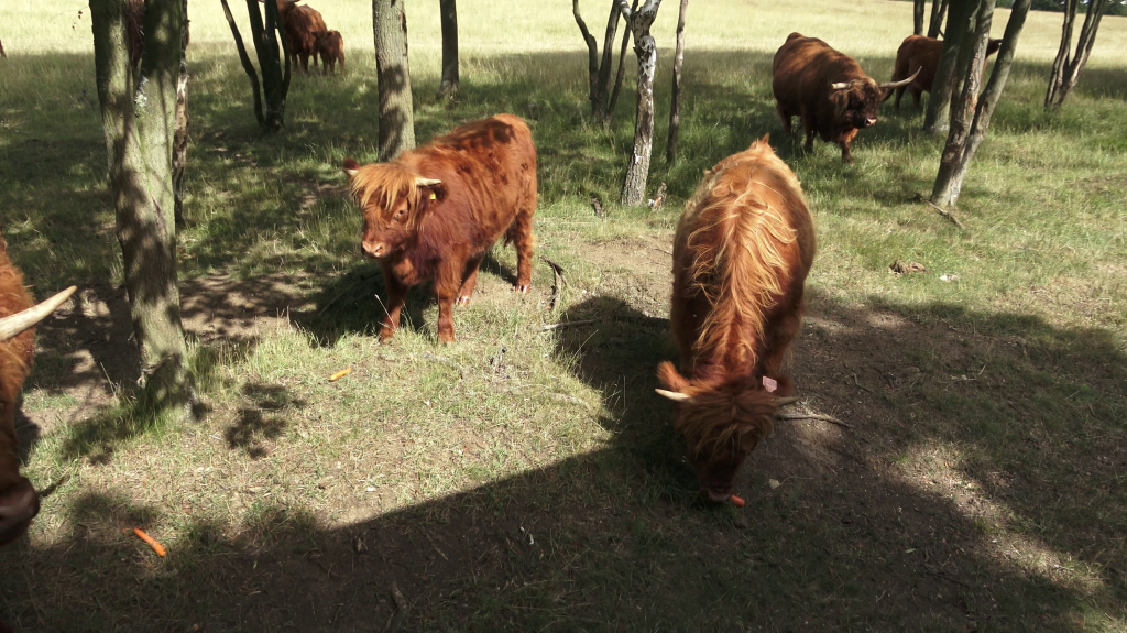 DDM_příměstský_tábor_školáci_ZOOPARK_Chmonutov_21_6_2026_14.jpg