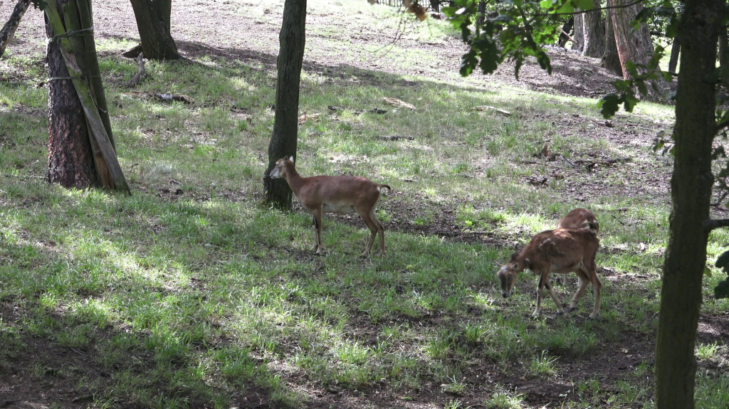 DDM_příměstský_tábor_školáci_ZOOPARK_Chmonutov_21_6_2026_13.jpg