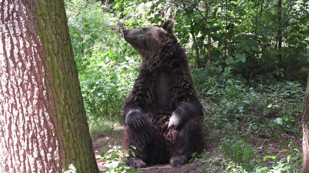 DDM_příměstský_tábor_školáci_ZOOPARK_Chmonutov_21_6_2026_20.jpg