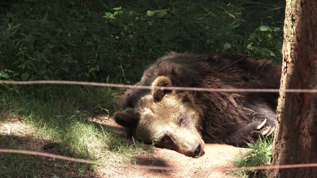 DDM_příměstský_tábor_školáci_ZOOPARK_Chmonutov_21_6_2026_17.jpg