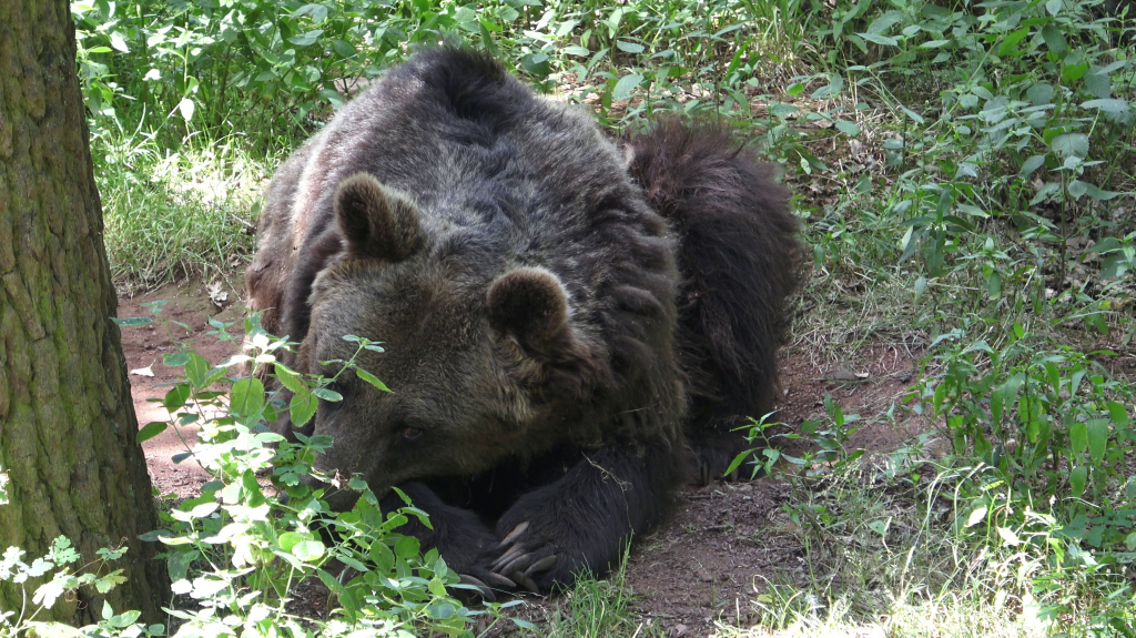 DDM_příměstský_tábor_školáci_ZOOPARK_Chmonutov_21_6_2026_25.jpg