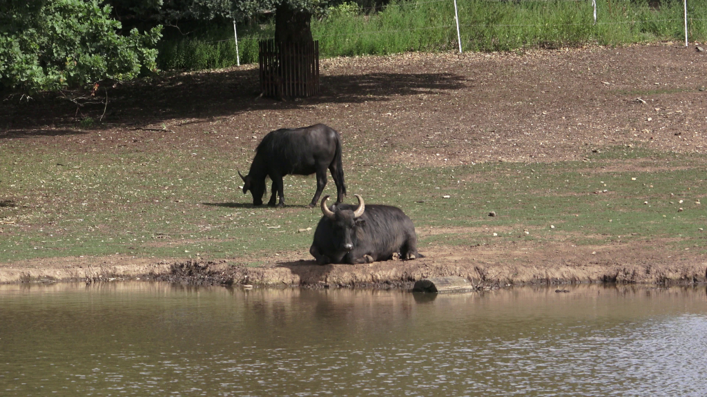 DDM_příměstský_tábor_školáci_ZOOPARK_Chmonutov_21_6_2026_11.jpg