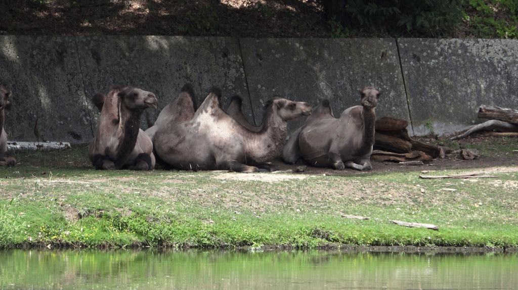 DDM_příměstský_tábor_školáci_ZOOPARK_Chmonutov_21_6_2026_26.jpg