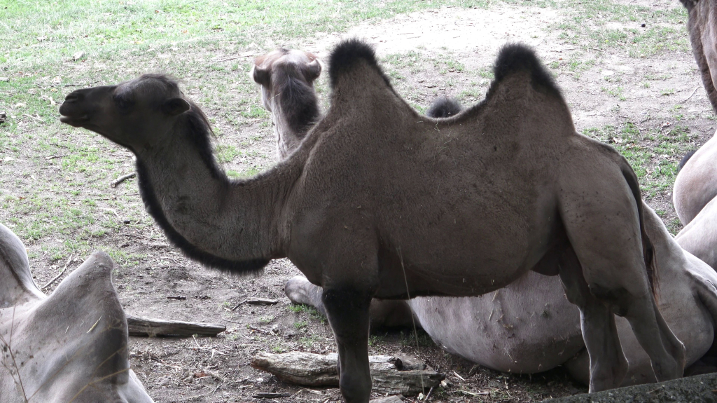 DDM_příměstský_tábor_školáci_ZOOPARK_Chmonutov_21_6_2026_31.jpg