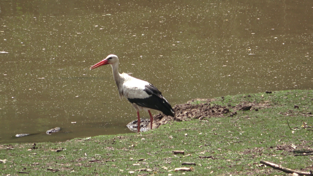 DDM_příměstský_tábor_školáci_ZOOPARK_Chmonutov_21_6_2026_30.jpg