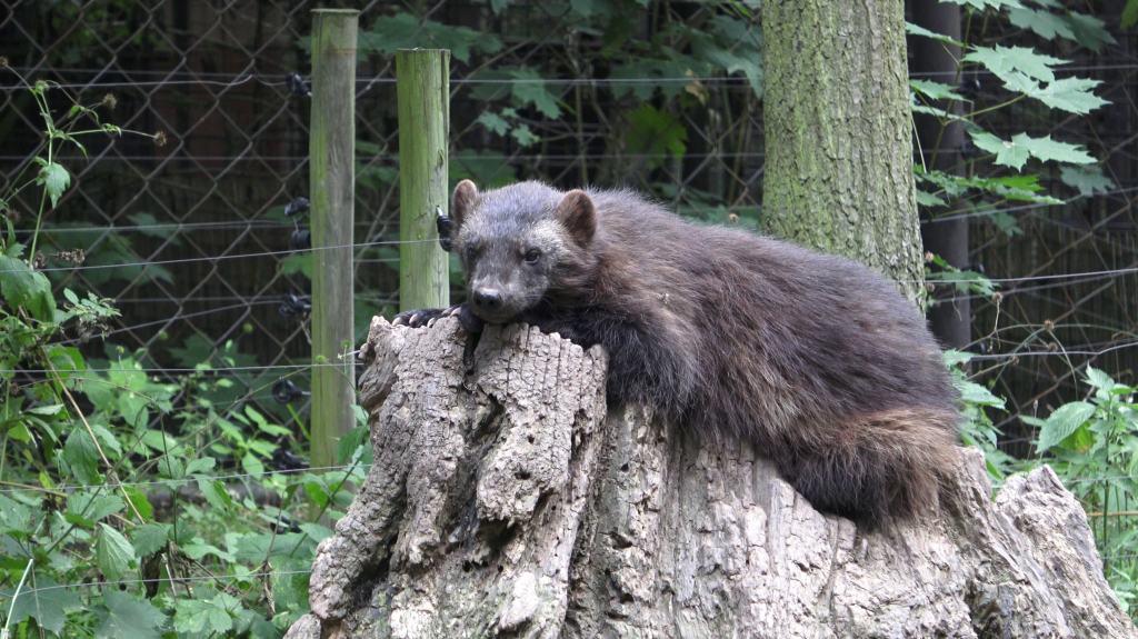 DDM_příměstský_tábor_školáci_ZOOPARK_Chmonutov_21_6_2026_33.jpg
