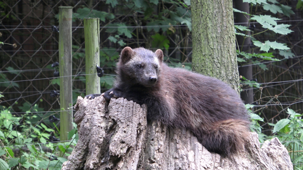 DDM_příměstský_tábor_školáci_ZOOPARK_Chmonutov_21_6_2026_35.jpg