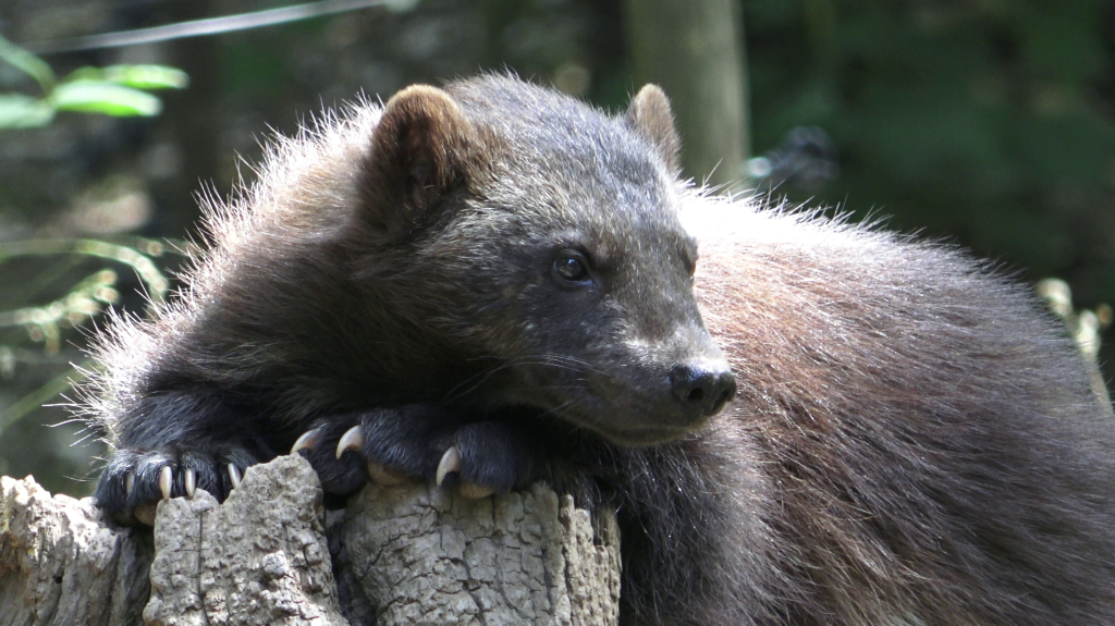 DDM_příměstský_tábor_školáci_ZOOPARK_Chmonutov_21_6_2026_37.jpg