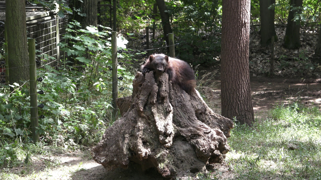 DDM_příměstský_tábor_školáci_ZOOPARK_Chmonutov_21_6_2026_36.jpg