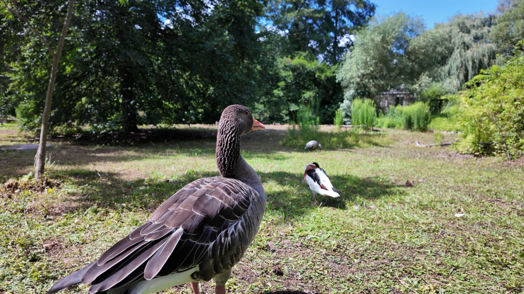 DDM_příměstský_tábor_školáci_ZOOPARK_Chmonutov_21_6_2026_39.jpg
