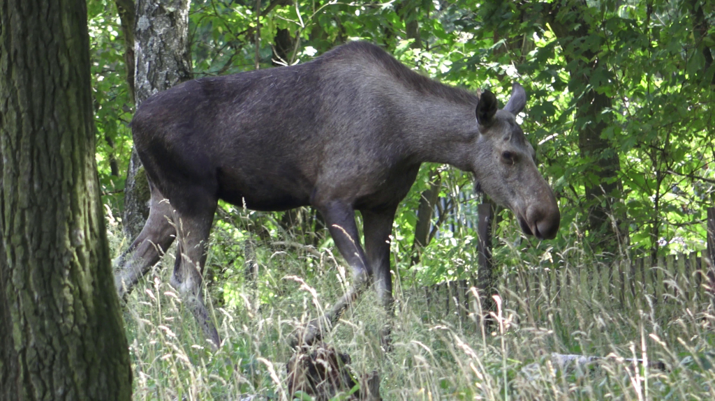 DDM_příměstský_tábor_školáci_ZOOPARK_Chmonutov_21_6_2026_29.jpg