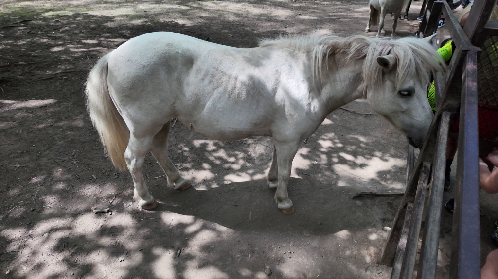 DDM_příměstský_tábor_školáci_ZOOPARK_Chmonutov_21_6_2026_44.jpg