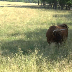 DDM_Zoopark_Chomutov_příměstský_tábor_školáci_20_8_2025_17.jpg