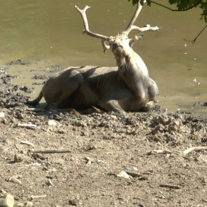 DDM_Zoopark_Chomutov_příměstský_tábor_školáci_20_8_2025_16.jpg