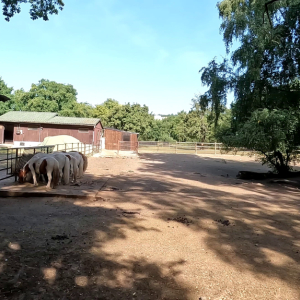 DDM_Zoopark_Chomutov_příměstský_tábor_školáci_20_8_2025_26.jpg