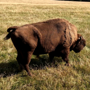 DDM_Zoopark_Chomutov_příměstský_tábor_školáci_20_8_2025_30.jpg