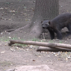 DDM_Zoopark_Chomutov_příměstský_tábor_školáci_20_8_2025_34.jpg