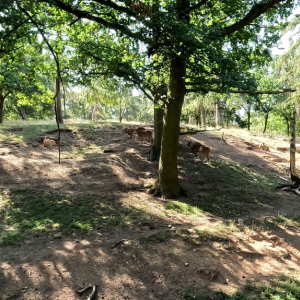DDM_Zoopark_Chomutov_příměstský_tábor_školáci_20_8_2025_32.jpg
