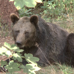 DDM_Zoopark_Chomutov_příměstský_tábor_školáci_20_8_2025_42.jpg