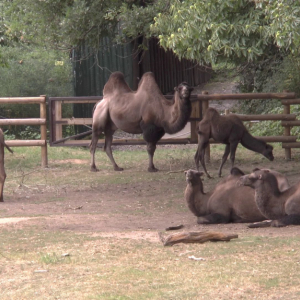 DDM_Zoopark_Chomutov_příměstský_tábor_školáci_20_8_2025_48.jpg
