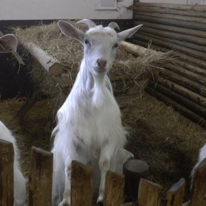 DDM_Zoopark_Chomutov_příměstský_tábor_školáci_20_8_2025_51.jpg