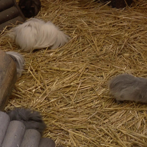 DDM_Zoopark_Chomutov_příměstský_tábor_školáci_20_8_2025_57.jpg