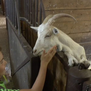 DDM_Zoopark_Chomutov_příměstský_tábor_školáci_20_8_2025_60.jpg