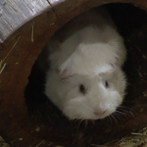 DDM_Zoopark_Chomutov_příměstský_tábor_školáci_20_8_2025_63.jpg