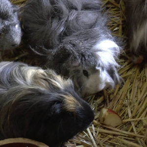 DDM_Zoopark_Chomutov_příměstský_tábor_školáci_20_8_2025_64.jpg