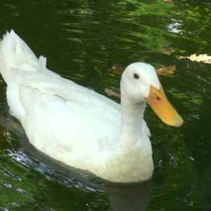 DDM_Zoopark_Chomutov_příměstský_tábor_školáci_20_8_2025_68.jpg