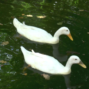 DDM_Zoopark_Chomutov_příměstský_tábor_školáci_20_8_2025_69.jpg