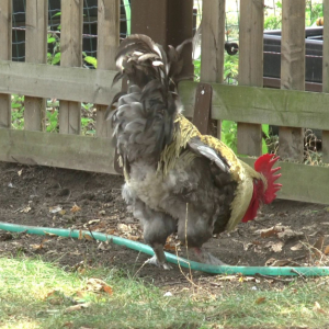 DDM_Zoopark_Chomutov_příměstský_tábor_školáci_20_8_2025_70.jpg