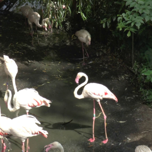 DDM_Zoopark_Chomutov_příměstský_tábor_školáci_20_8_2025_80.jpg