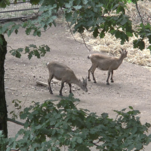 DDM_Zoopark_Chomutov_příměstský_tábor_školáci_20_8_2025_89.jpg