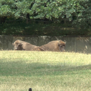 DDM_Zoopark_Chomutov_příměstský_tábor_školáci_20_8_2025_91.jpg
