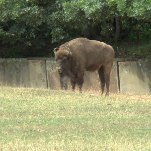 DDM_Zoopark_Chomutov_příměstský_tábor_školáci_20_8_2025_94.jpg