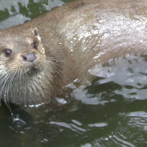 DDM_Zoopark_Chomutov_příměstský_tábor_školáci_20_8_2025_97.jpg