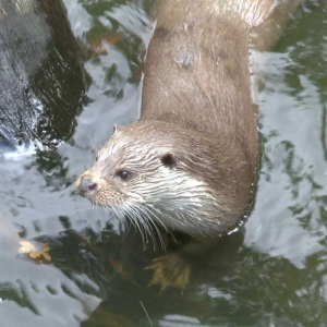 DDM_Zoopark_Chomutov_příměstský_tábor_školáci_20_8_2025_98.jpg