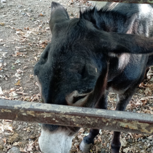 DDM_Zoopark_Chomutov_příměstský_tábor_školáci_20_8_2025_a_08.jpg